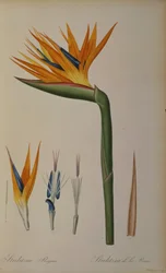 Strelitzia, de "Les Strelitziaceae &39;
